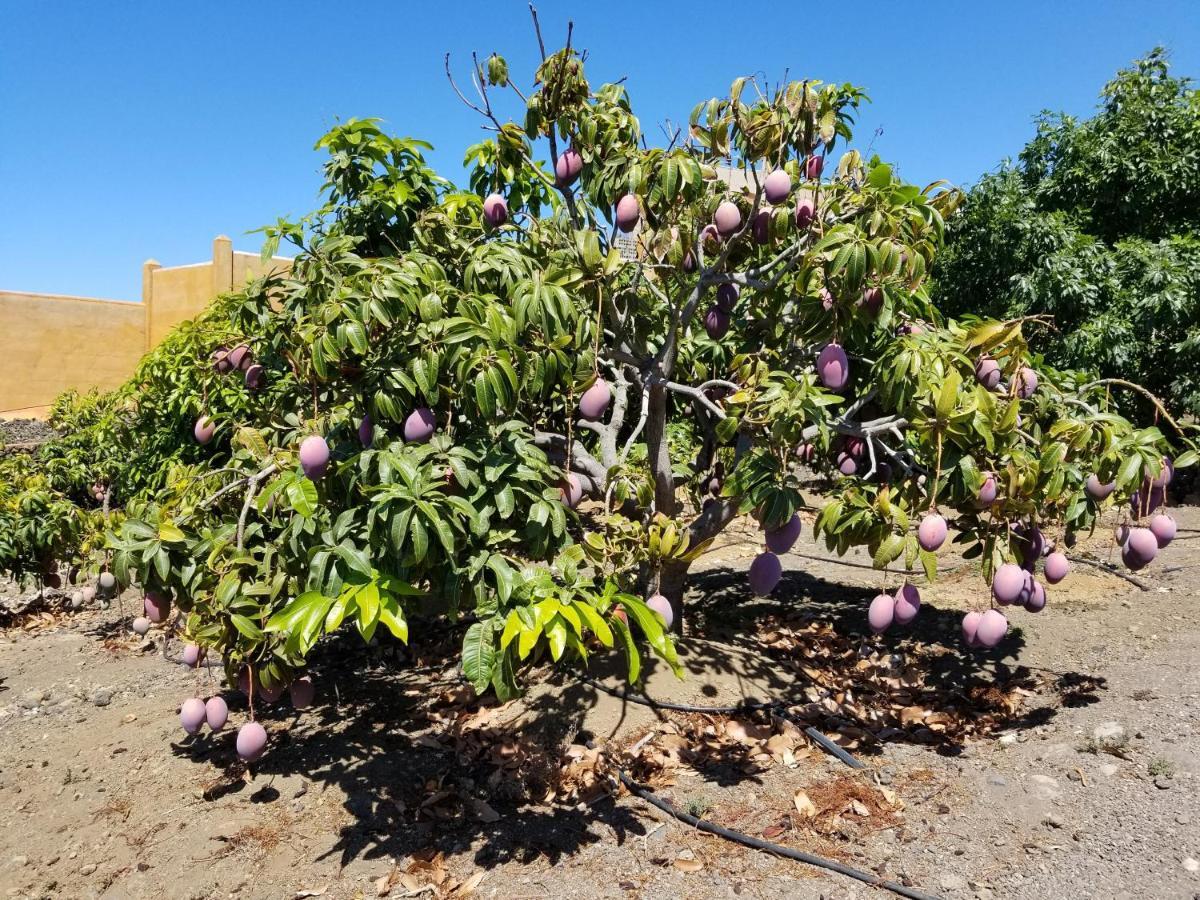 Appartamento Mangos Mar C Puerto De Naos Esterno foto